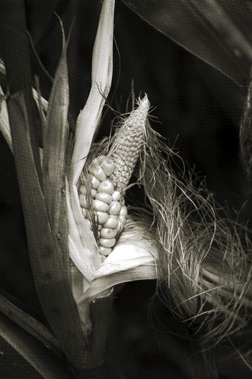 Corn